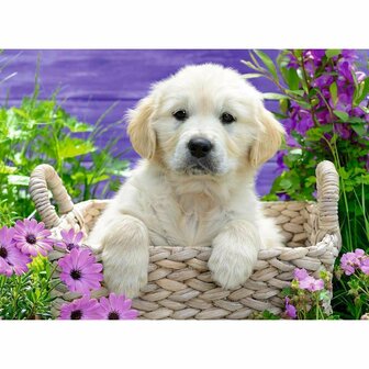 Ravensburger Golden retriever puppy puzzel 500 stukjes