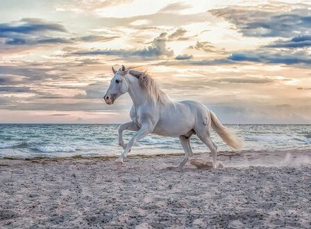 Ravensburger Paarden op het strand puzzel 500 stukjes